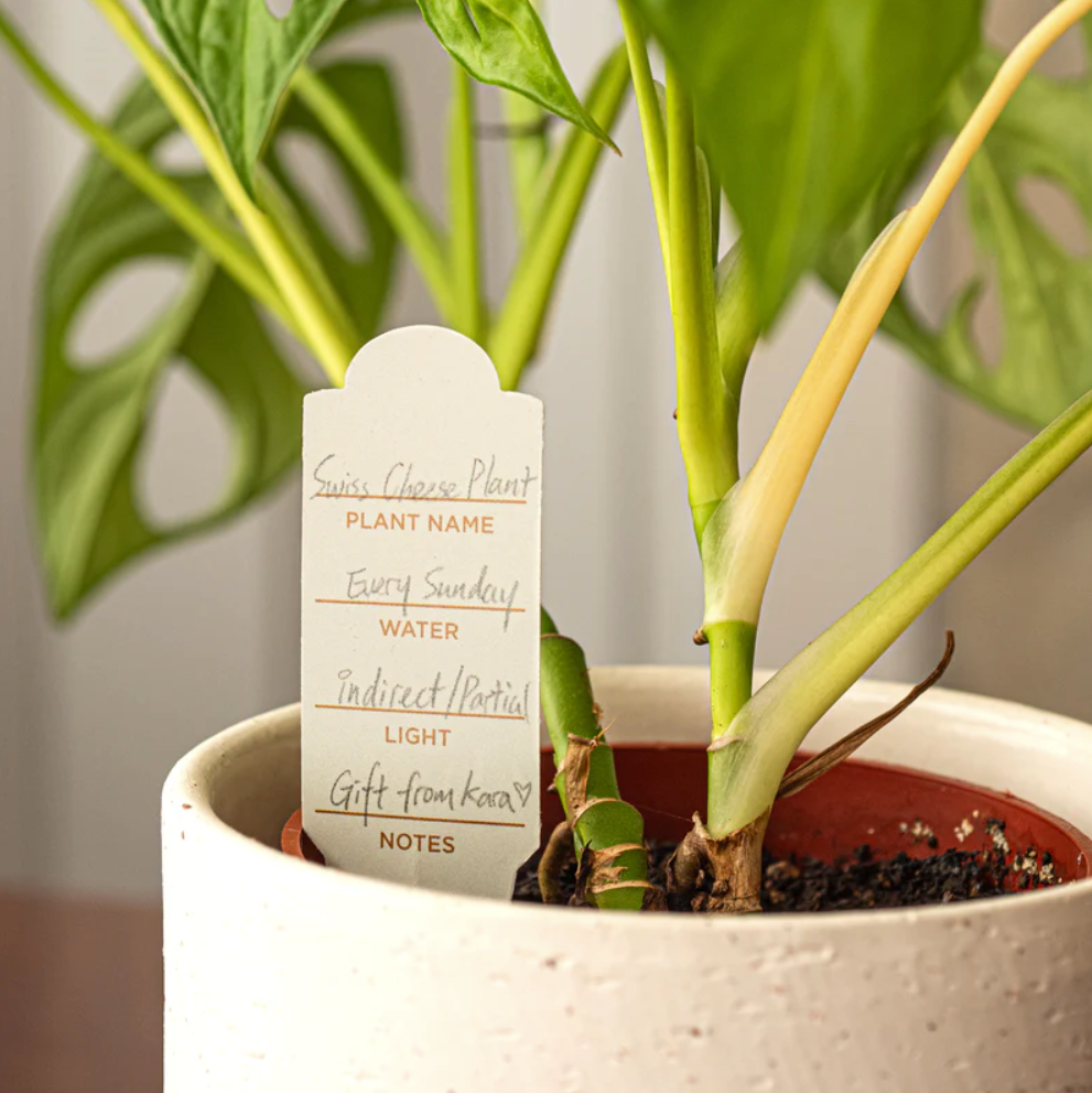 Limited Ed. Blackwing Vol.17 - The Gardening Pencil - Box of 12 | Balanced Graphite with Eraser - Lifestory