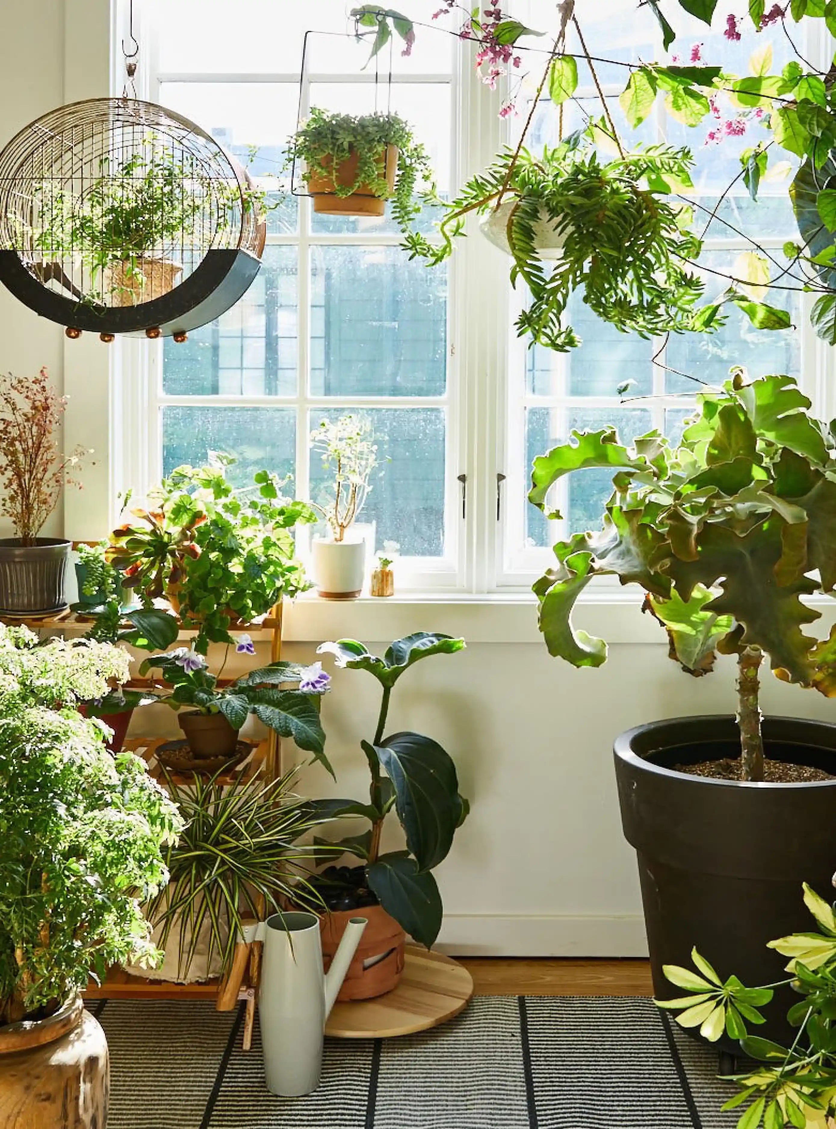 Decorating With Plants | Book - Lifestory - Bookspeed