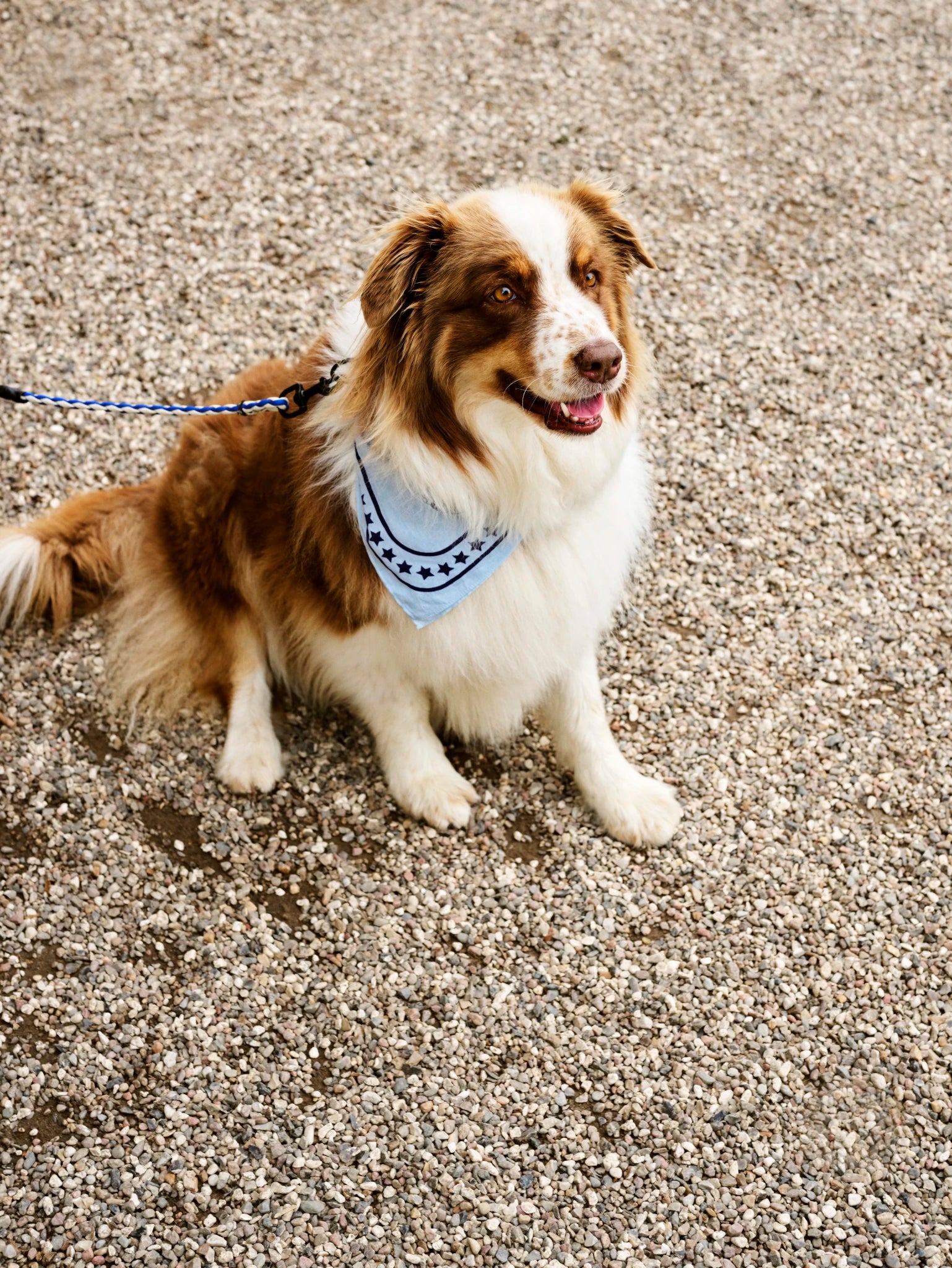 Dog Scarf | Cotton | by HAY - Lifestory