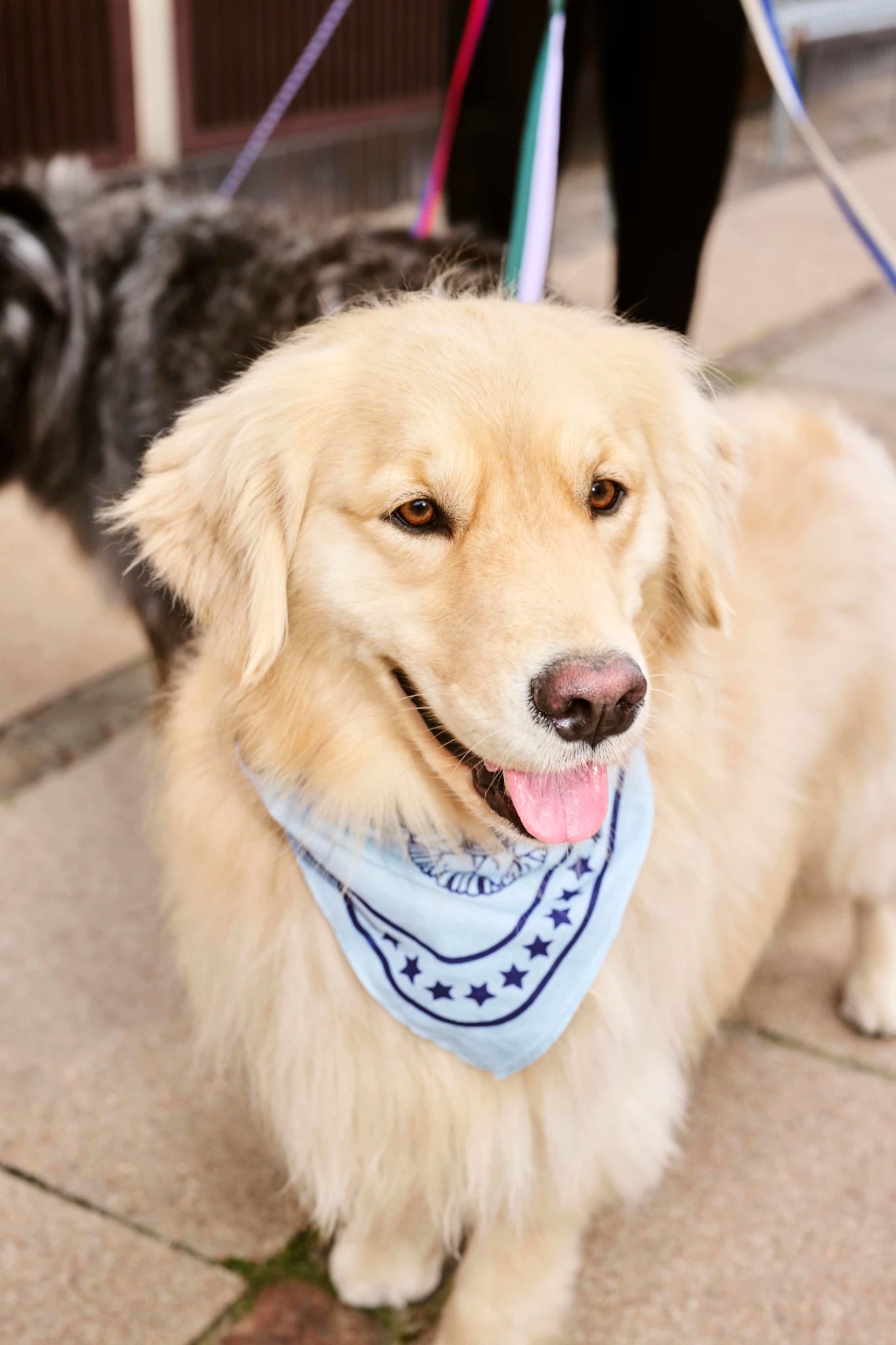 Dog Scarf | Cotton | by HAY - Lifestory