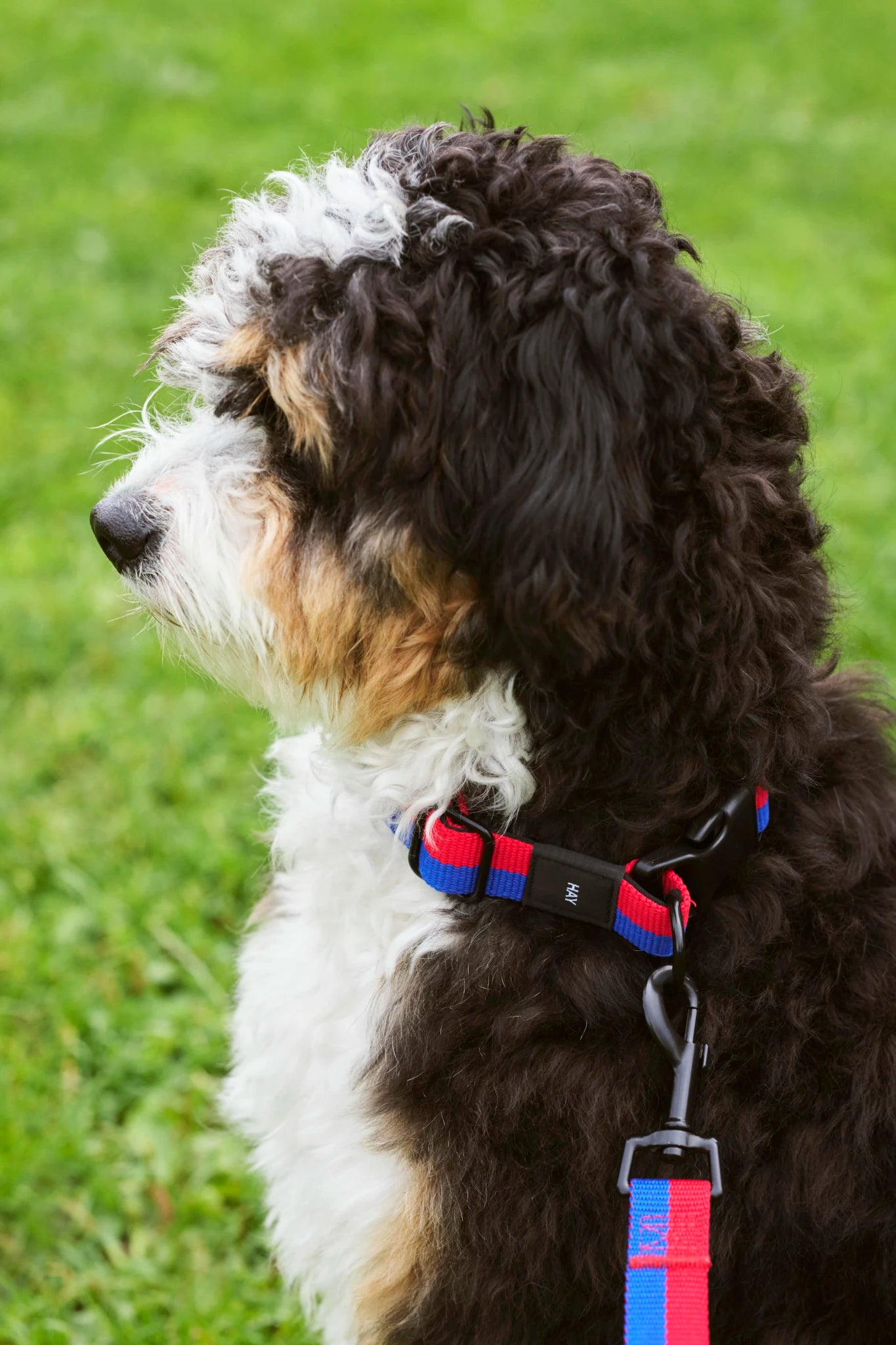 Dog Collar - Flat | by HAY - Lifestory