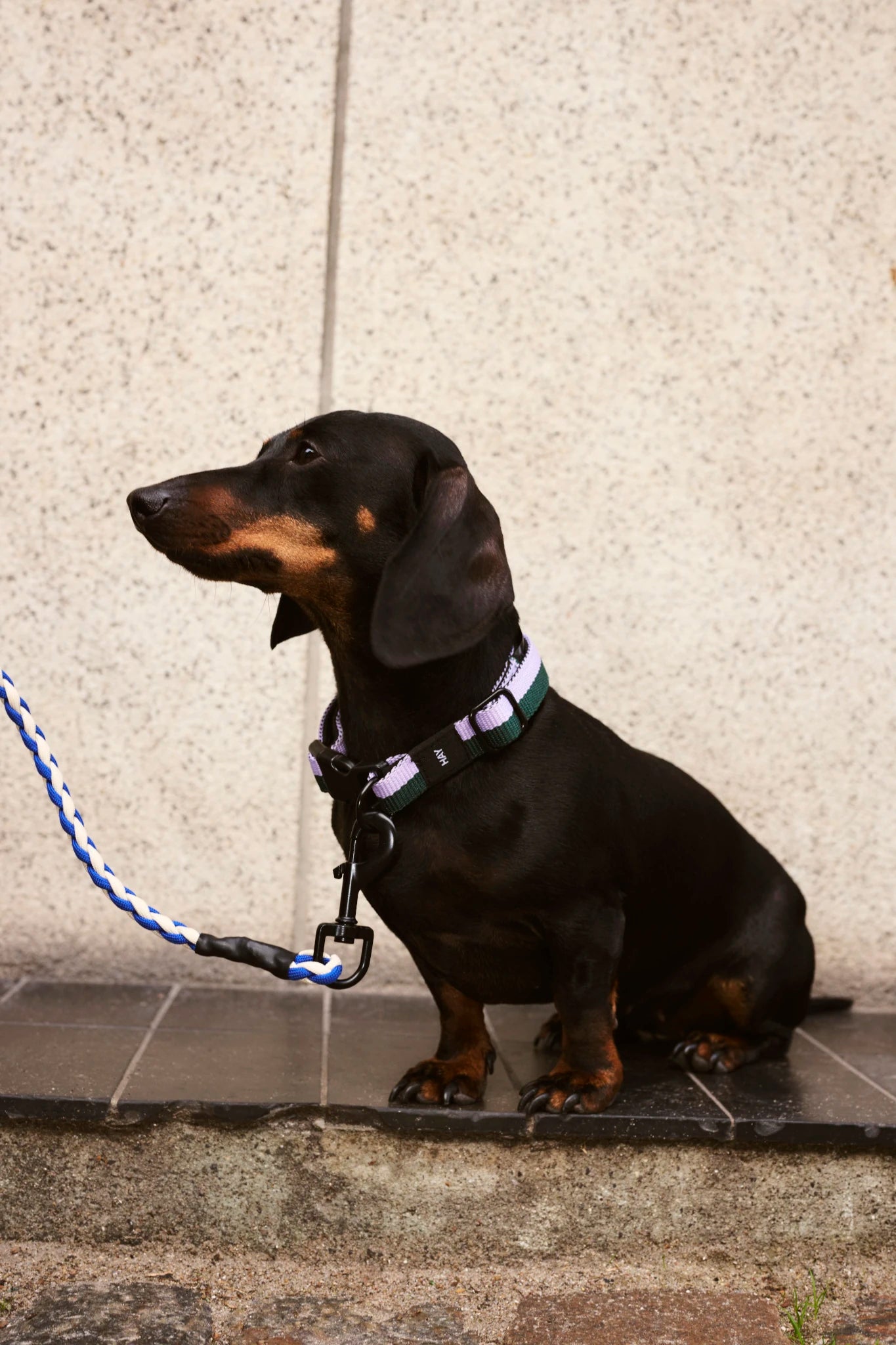 Dog Leash - Braided | by HAY - Lifestory