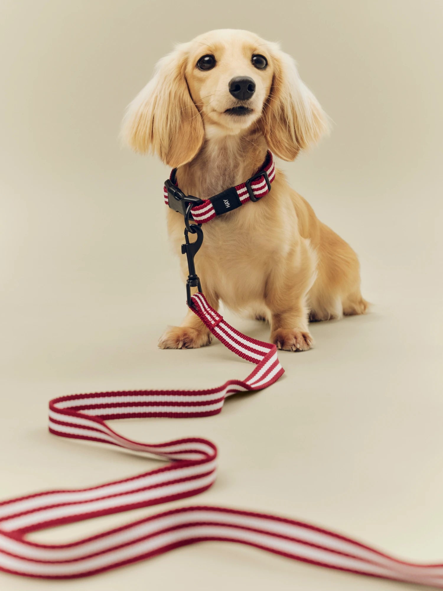 HAY Dog Collar - Flat - Lifestory