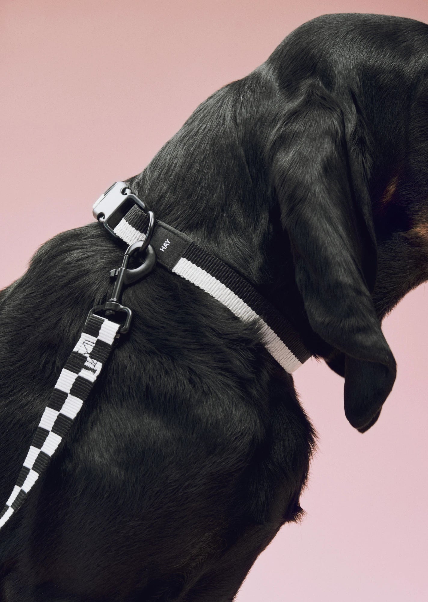 HAY Flat Dog Leash - Lifestory