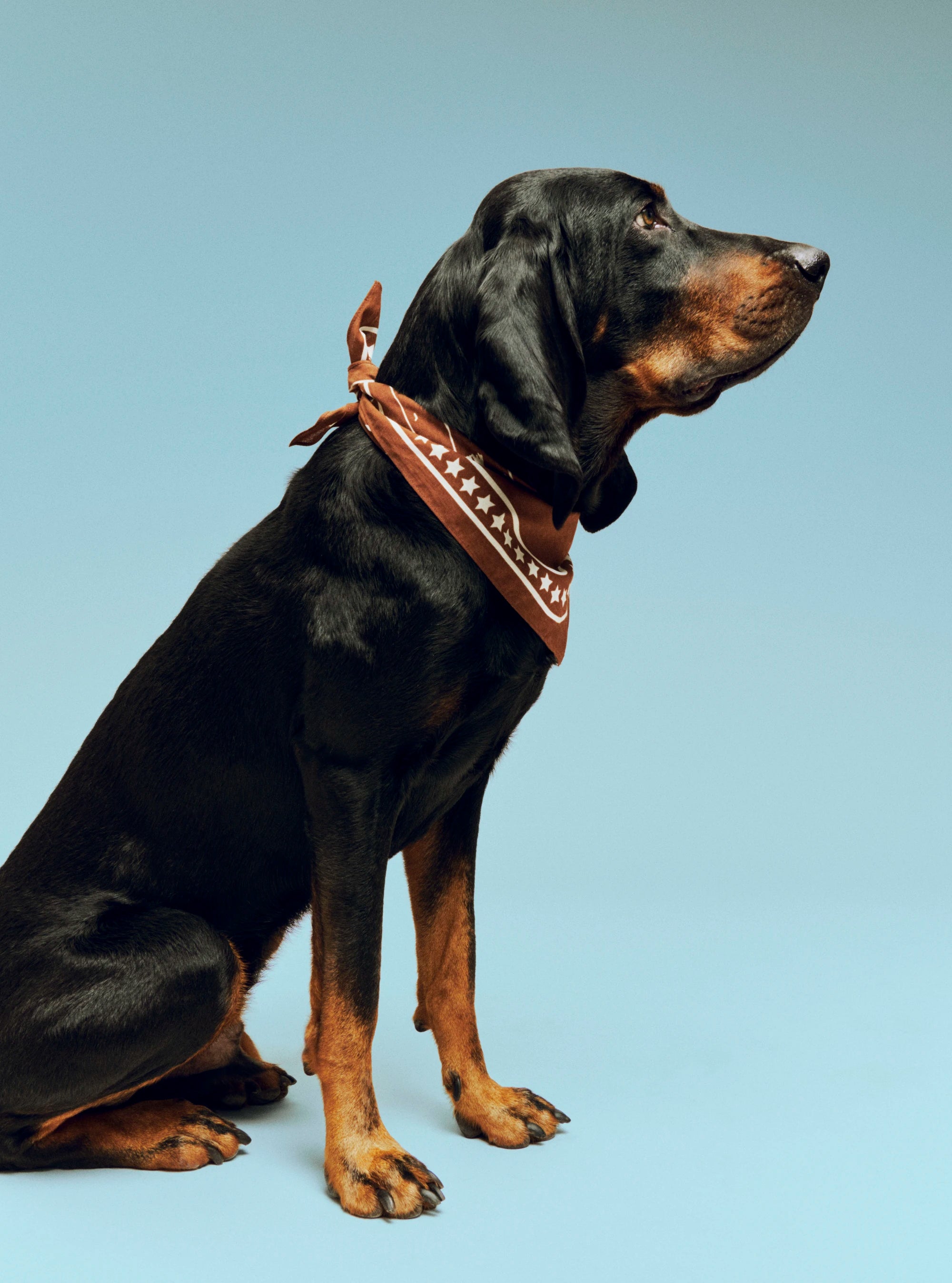 HAY Recycled Cotton Dogs Scarf in Various Colours - Lifestory