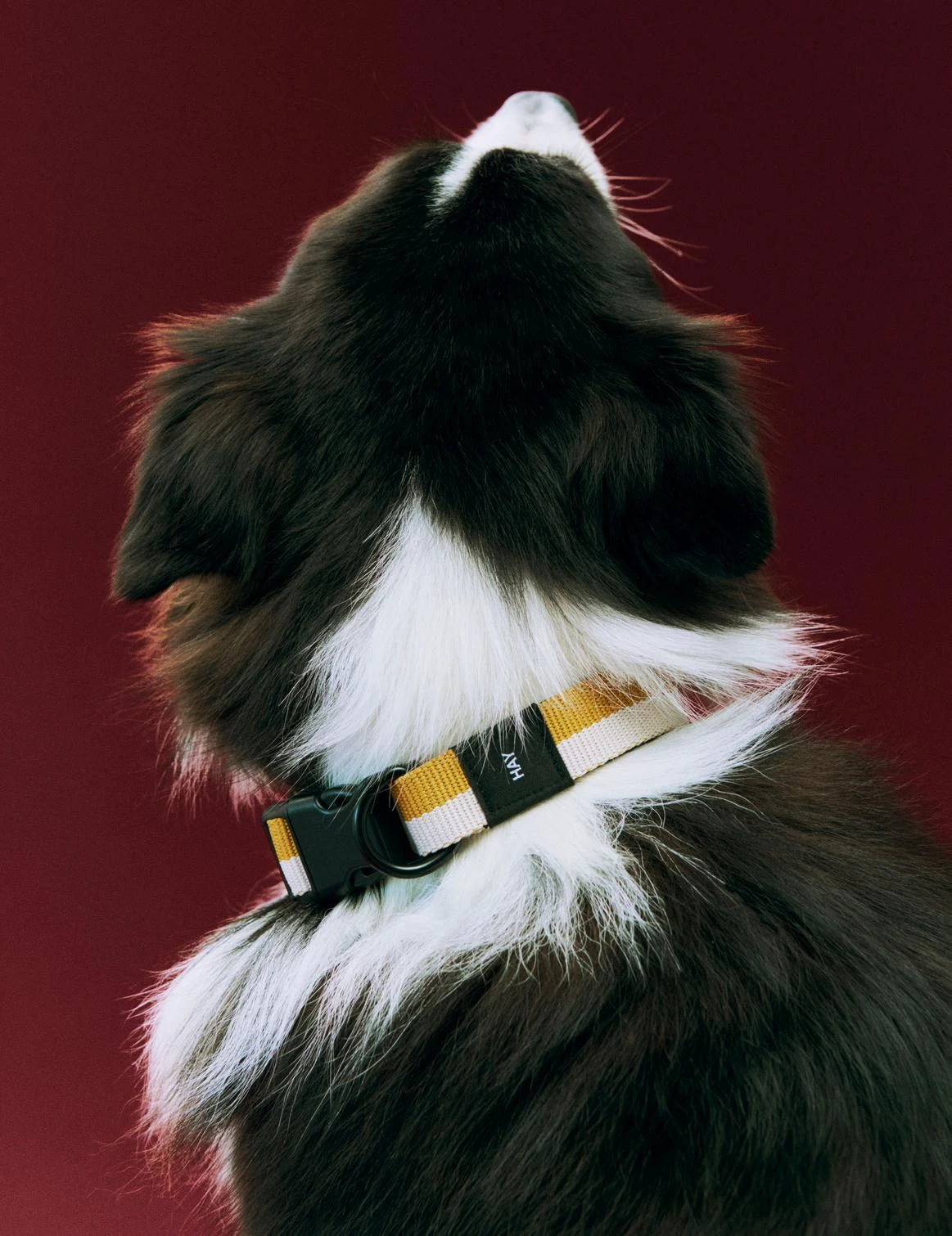 Dog Collar - Flat | by HAY