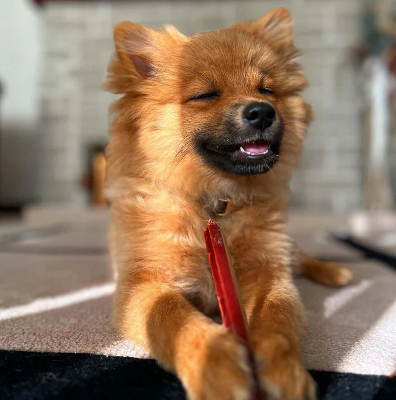 W'zis Plant Based Dog Treat - Smoky Dental Fang Chews - Lifestory