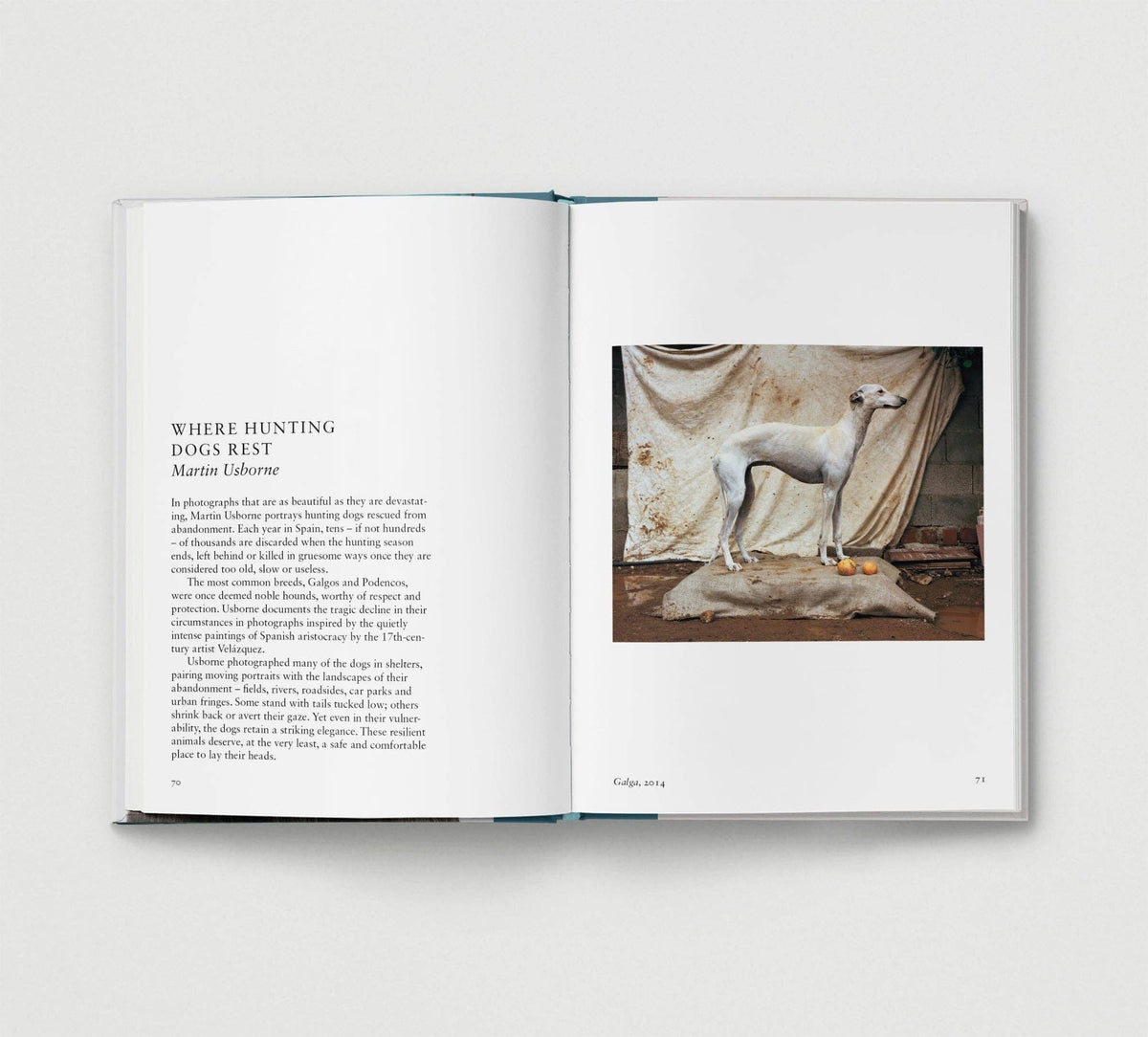 Dog. | Portrait Compilation Book