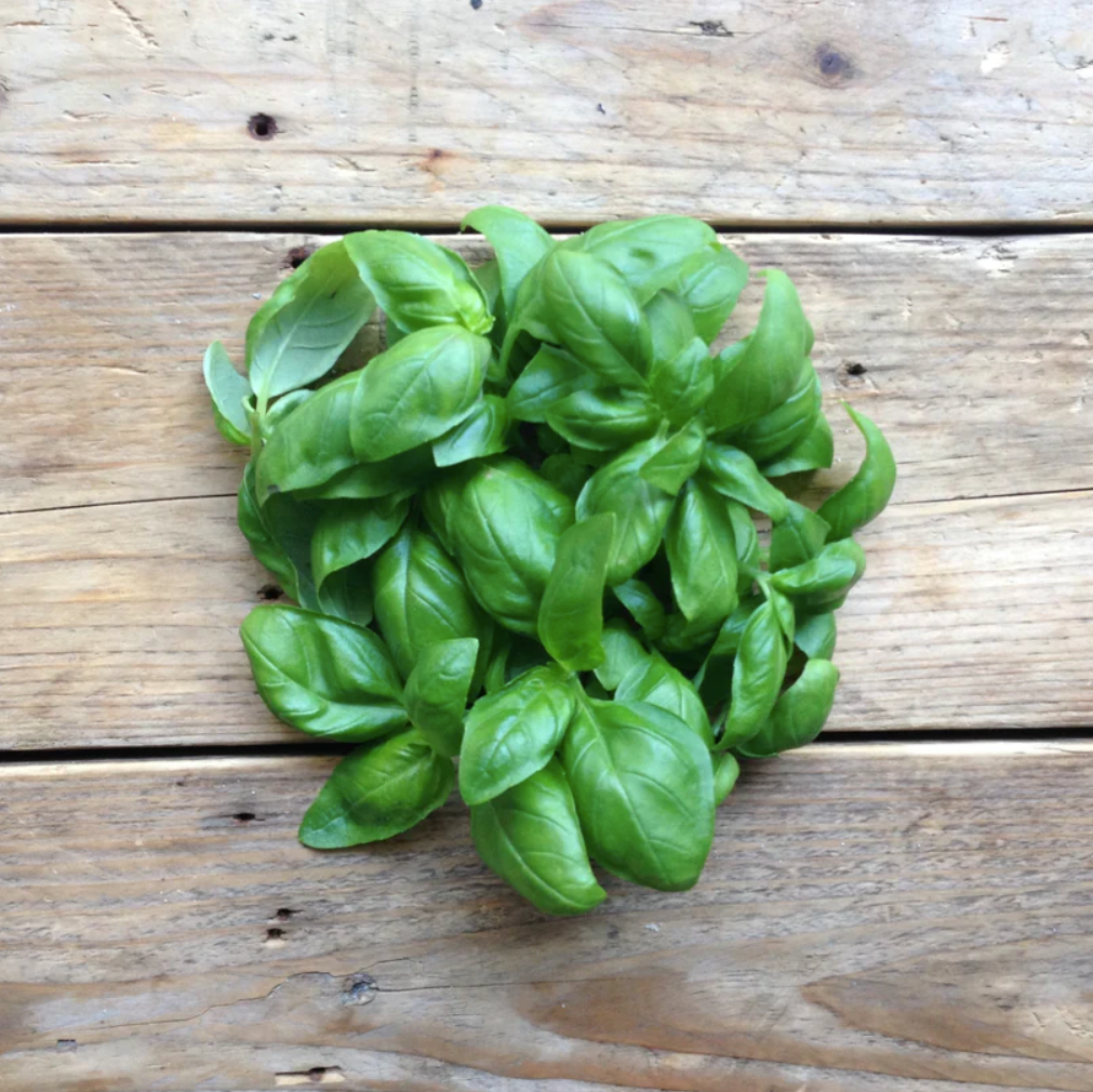 Basil 'Genovese' Seed Packet | 120 Seeds | by Piccolo - Lifestory - Piccolo