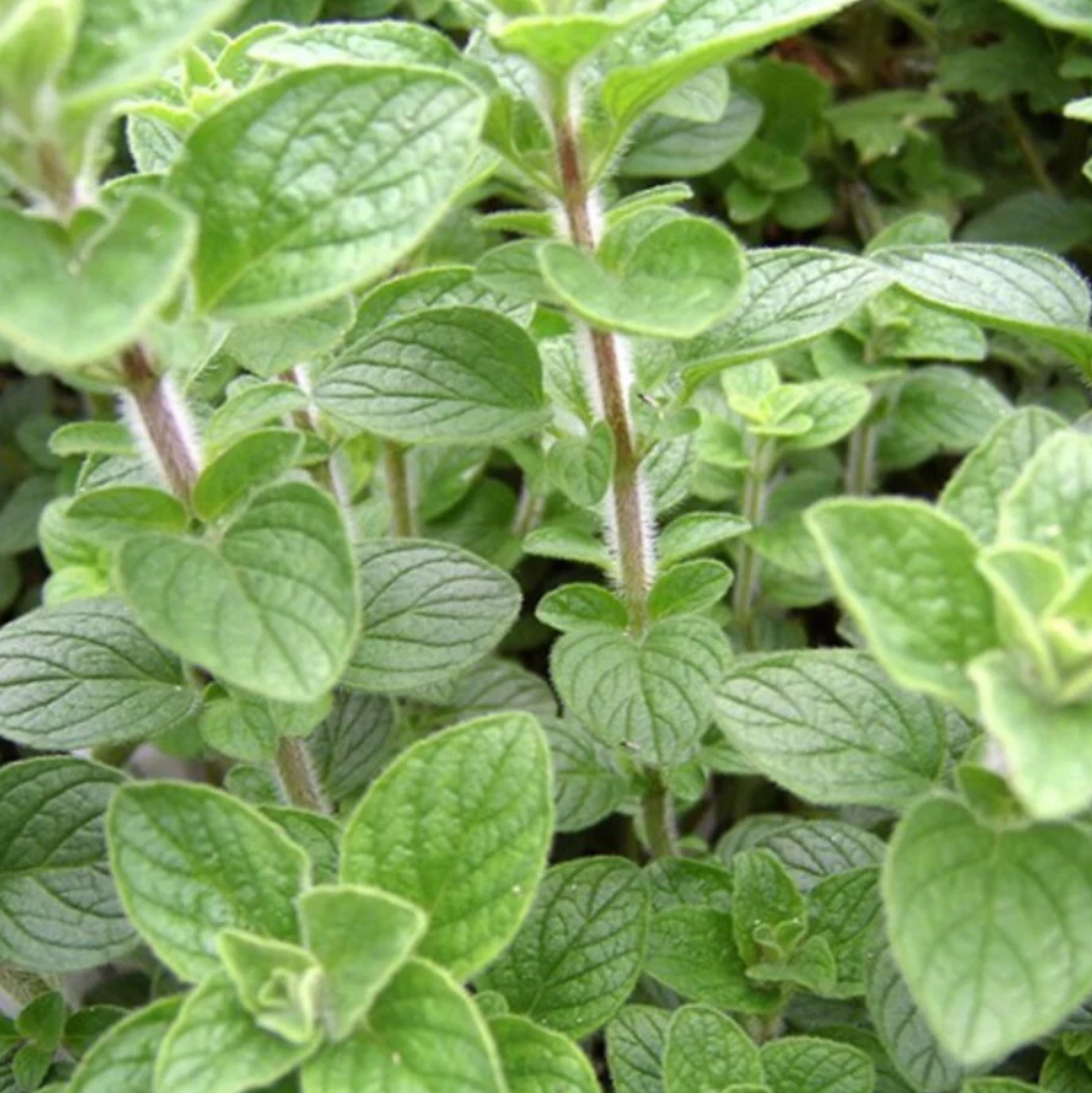 Mediterranean Herbs - 3 Pack Seed Collection | by Piccolo - Lifestory - Piccolo