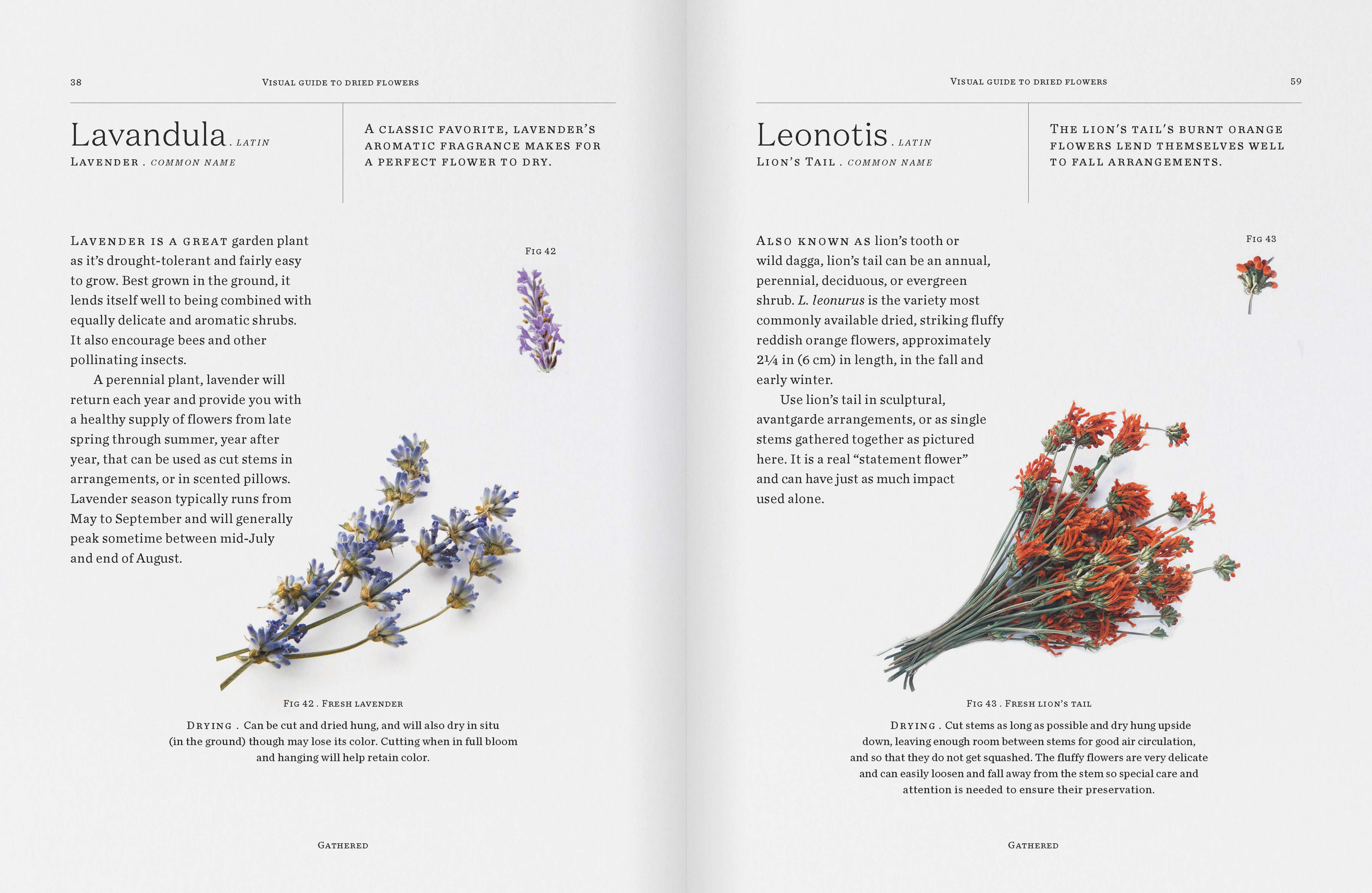 Modern Dried Flowers | Book | by Angela Maynard - Lifestory - Bookspeed
