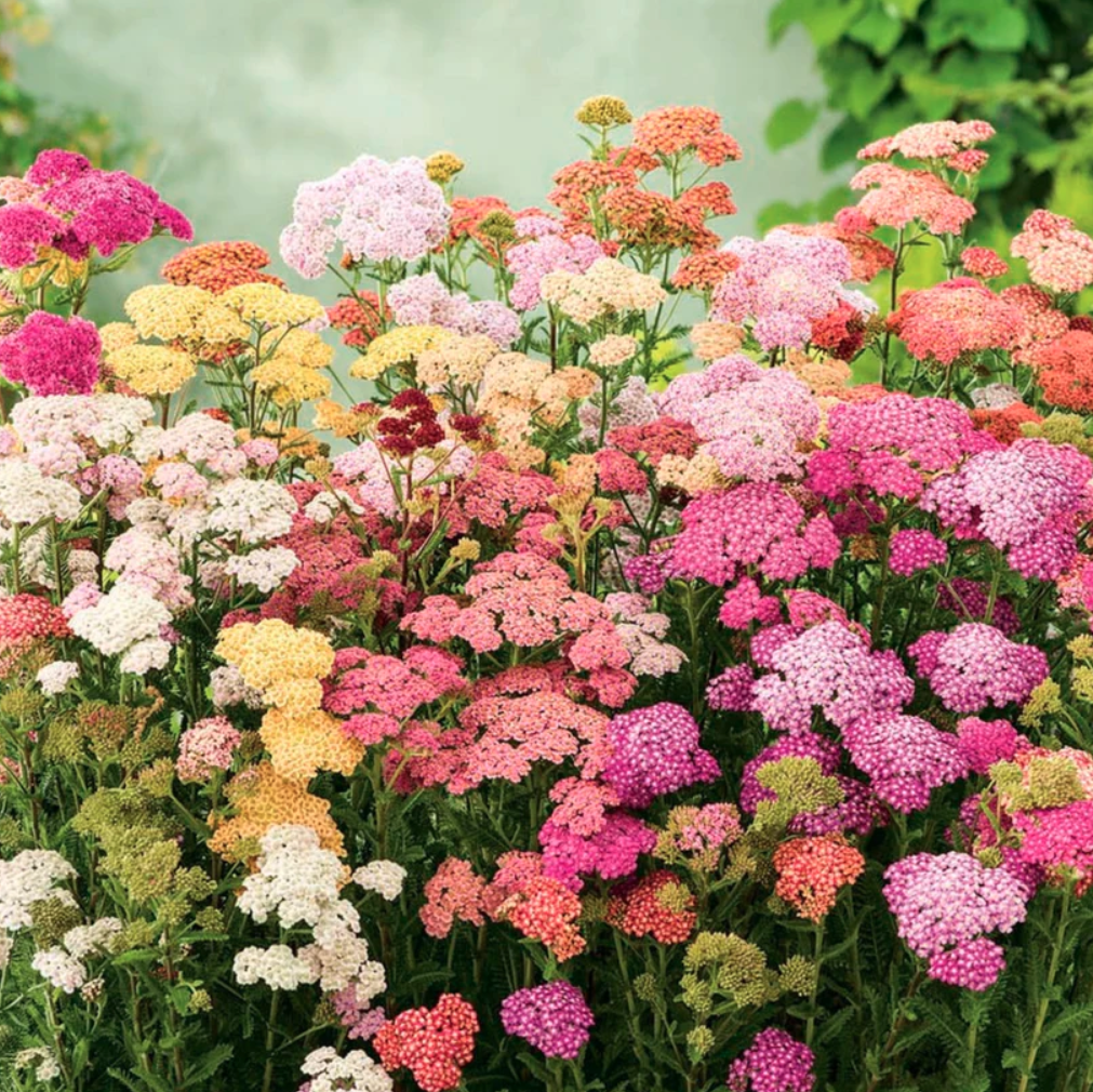 Butterflies - 3 Pack Seed Collection | by Piccolo - Lifestory - Piccolo