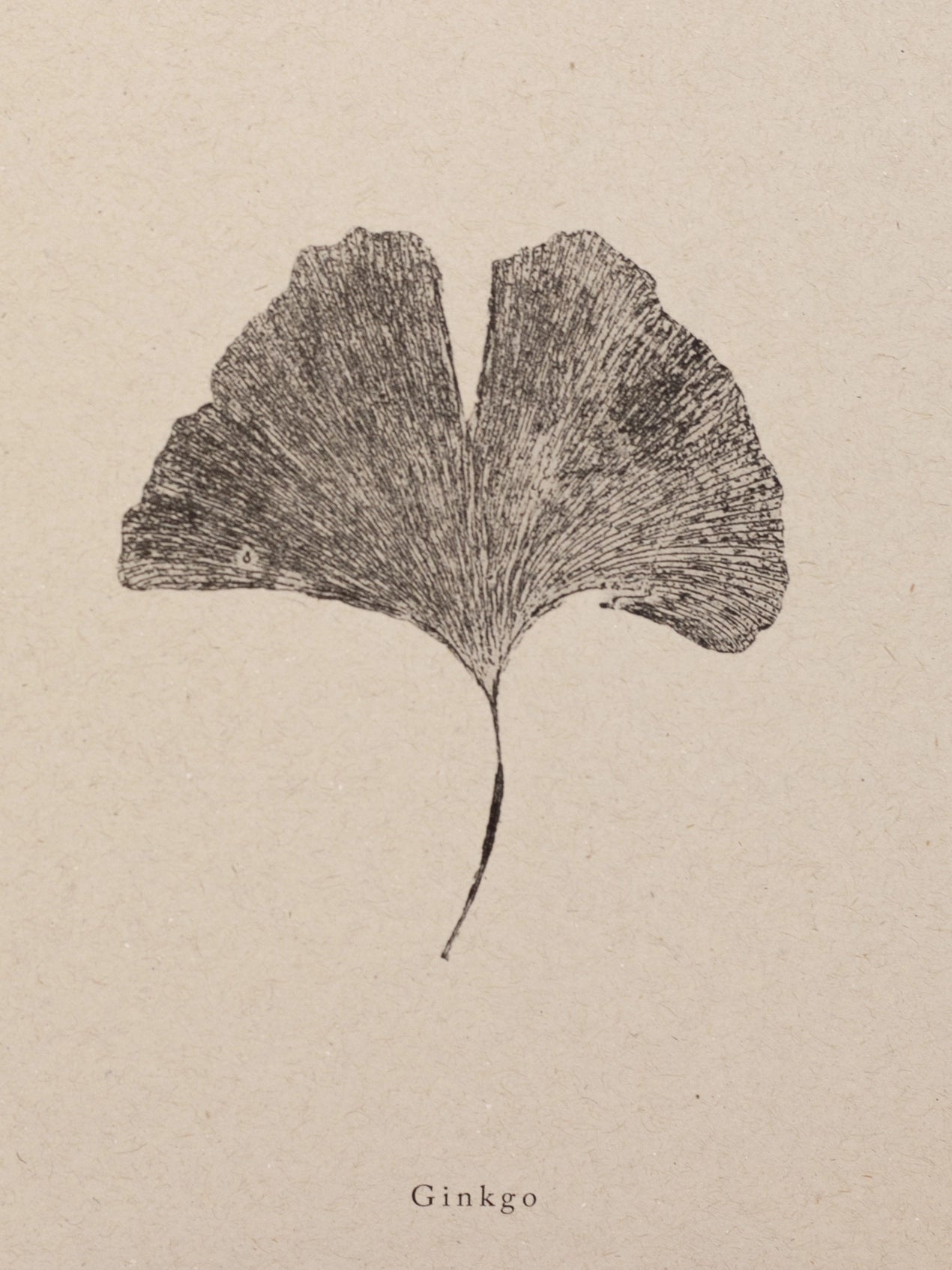 Gingko Leaf A5 Botanical Monoprint Unframed Print by Alicia Breakspear - Lifestory