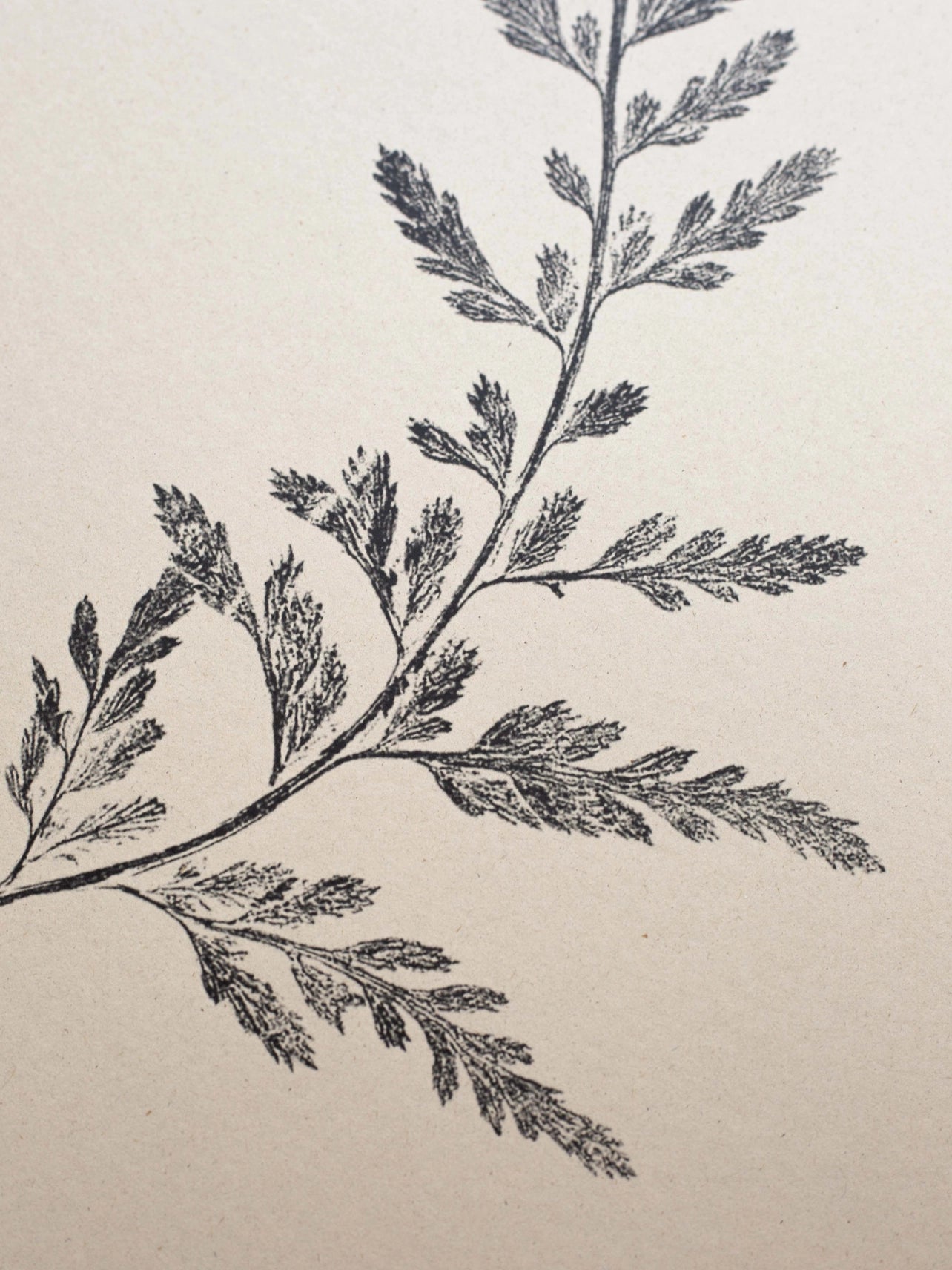 Spleenwort Fern A4 Botanical Monoprint Unframed Print by Alicia Breakspear