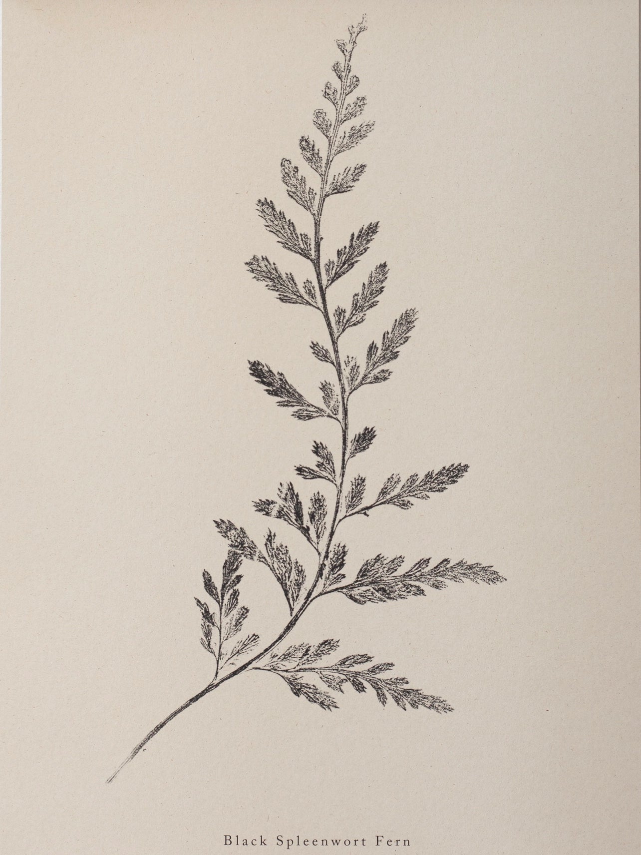 Spleenwort Fern A4 Botanical Monoprint Unframed Print by Alicia Breakspear