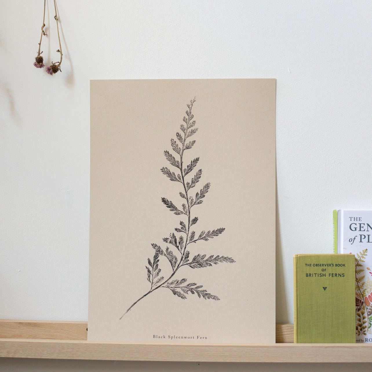 Spleenwort Fern A4 Botanical Monoprint Unframed Print by Alicia Breakspear
