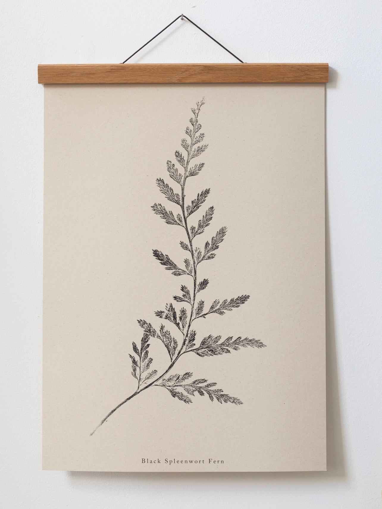Spleenwort Fern A4 Botanical Monoprint Unframed Print by Alicia Breakspear