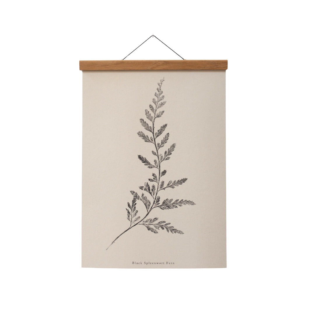 Spleenwort Fern A4 Botanical Monoprint Unframed Print by Alicia Breakspear