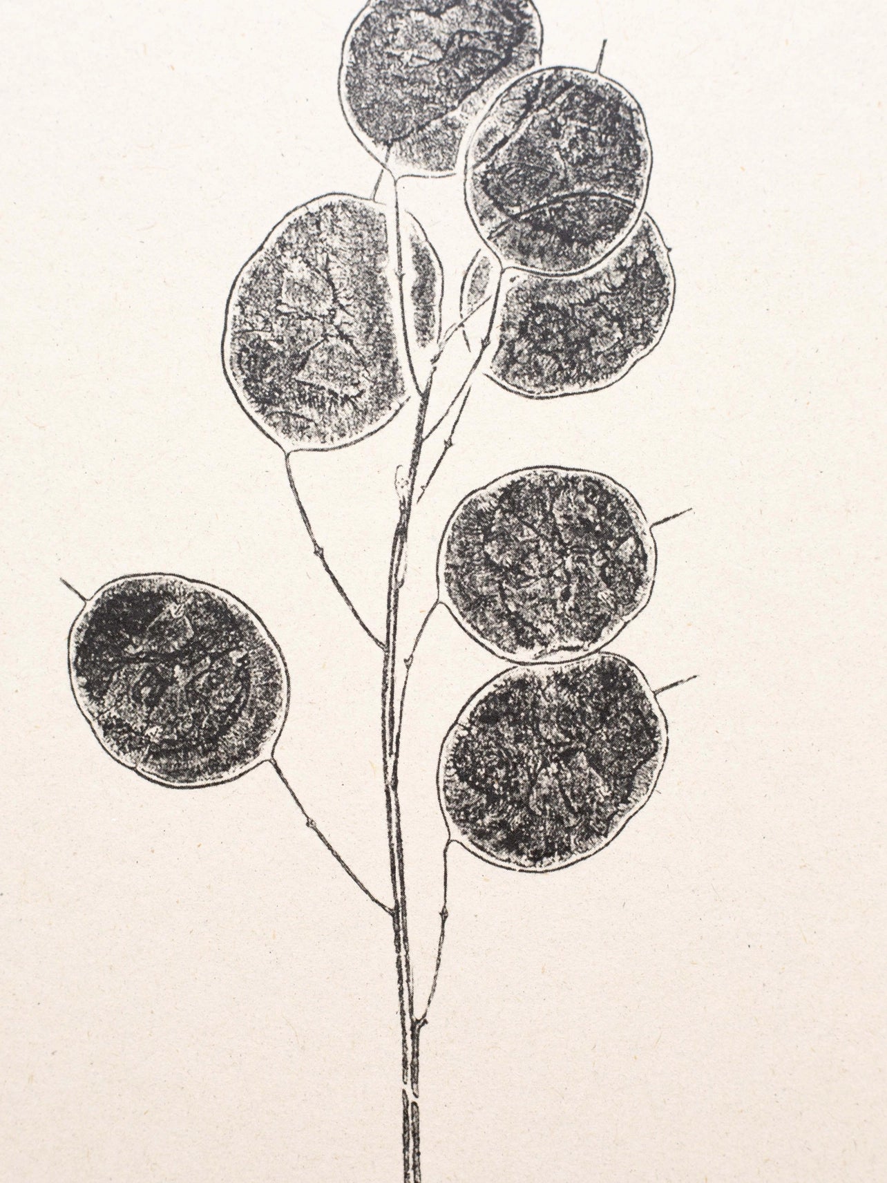 Honesty Pods A4 Botanical Monoprint Unframed Print by Alicia Breakspear