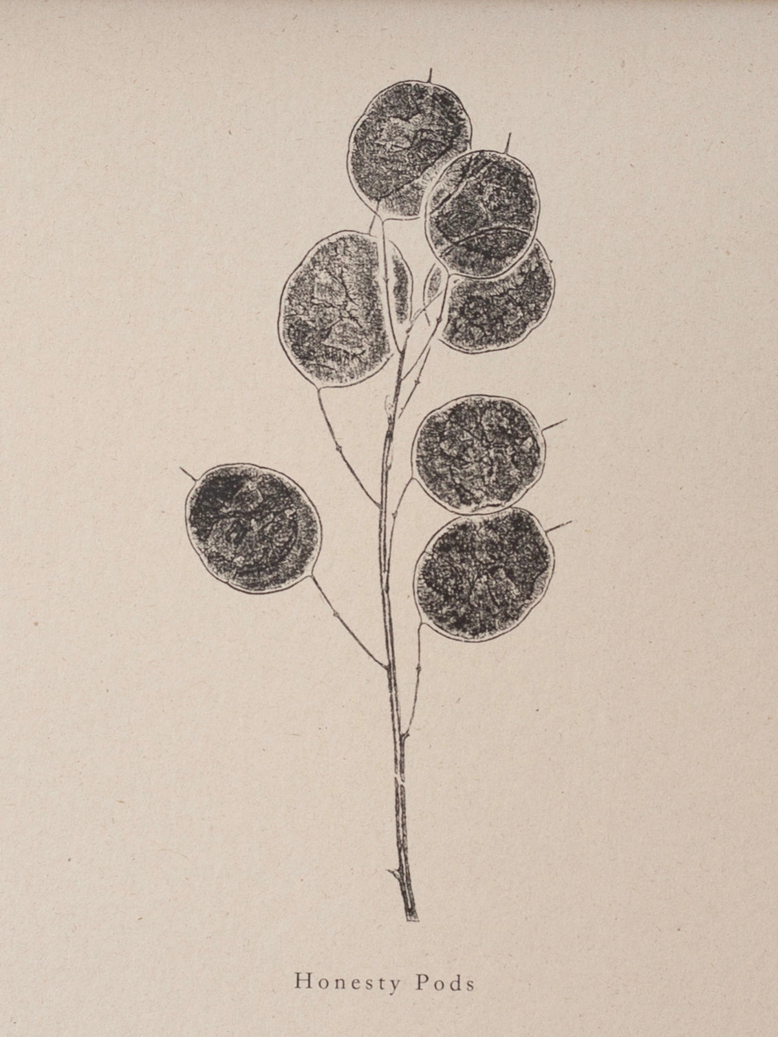 Honesty Pods A4 Botanical Monoprint Unframed Print by Alicia Breakspear
