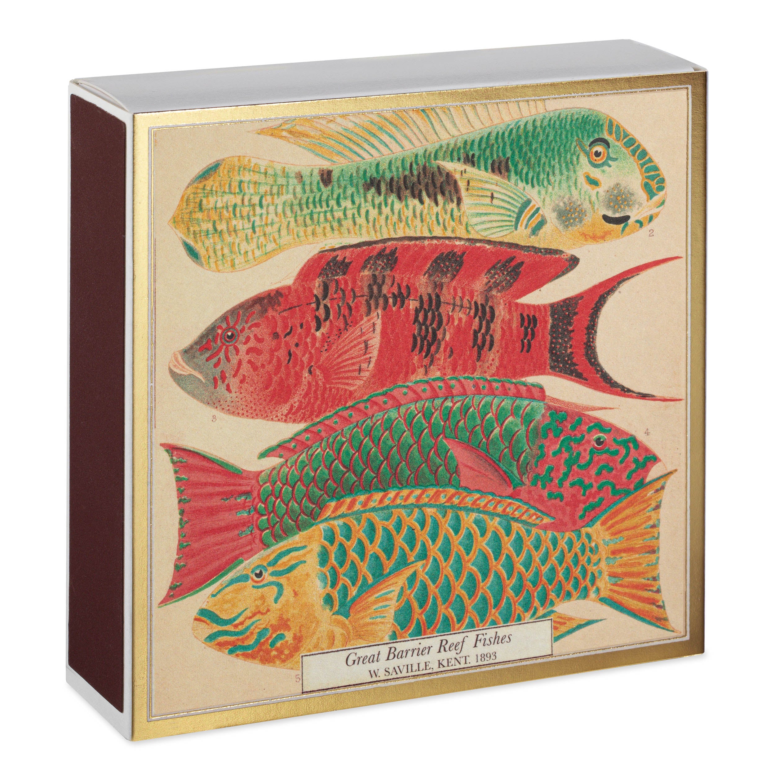 Long Matches - Square Box | Natural History Museum Fish | by Archivist - Lifestory