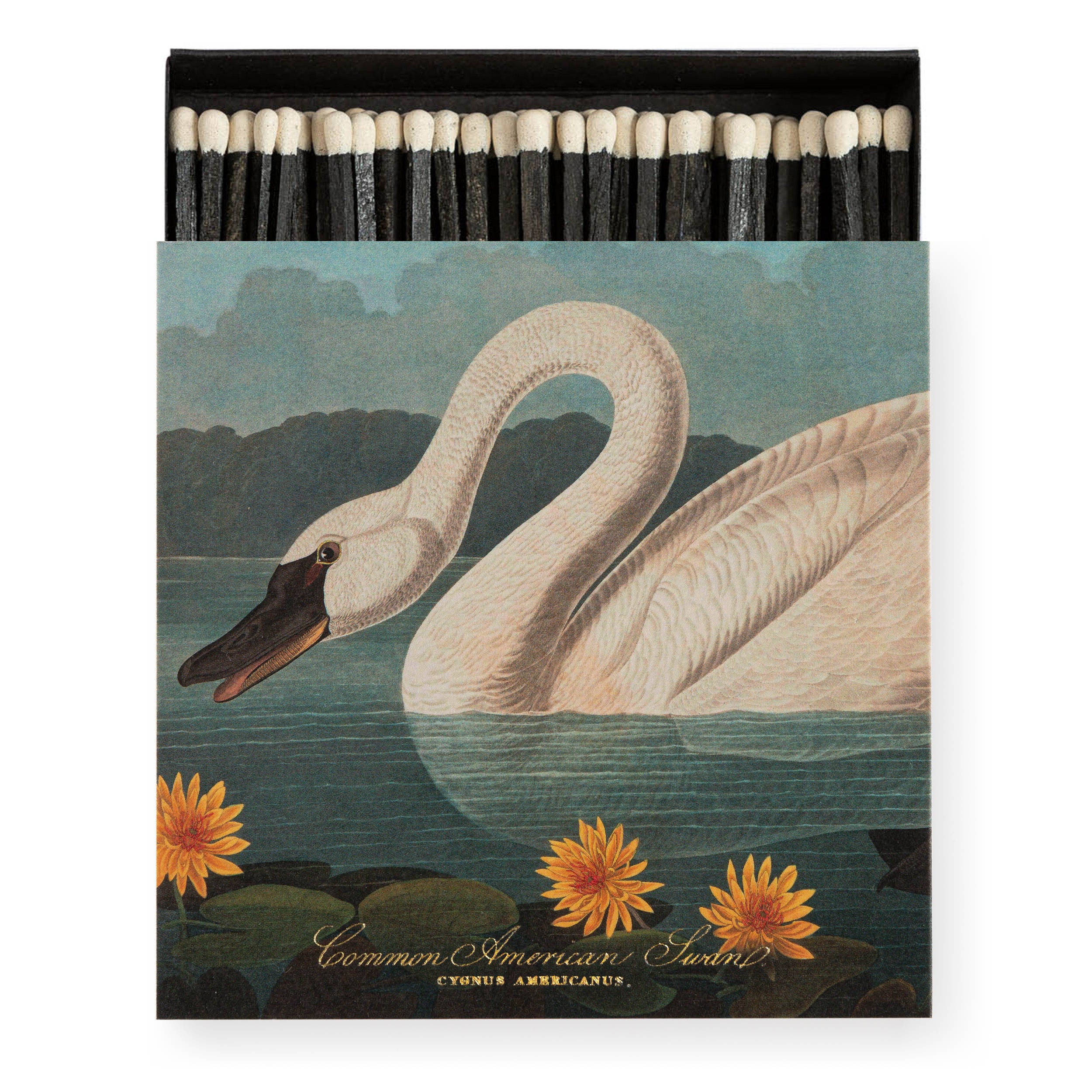 Long Matches - Square Box | The Common American Swan | by Archivist - Lifestory