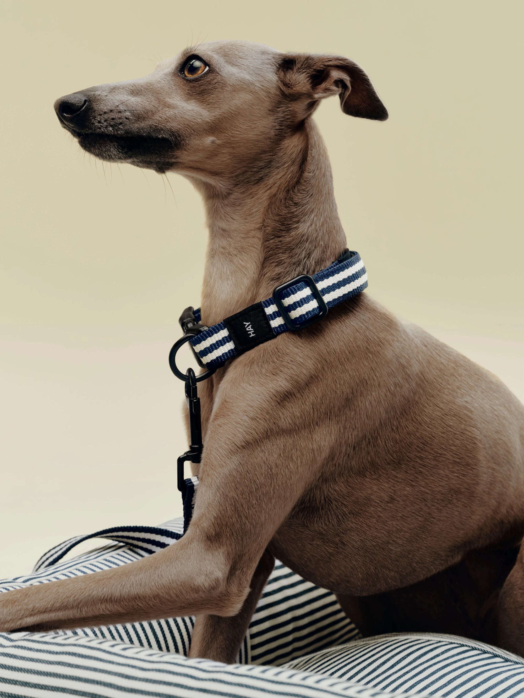 HAY Dog Collar - Flat - Lifestory