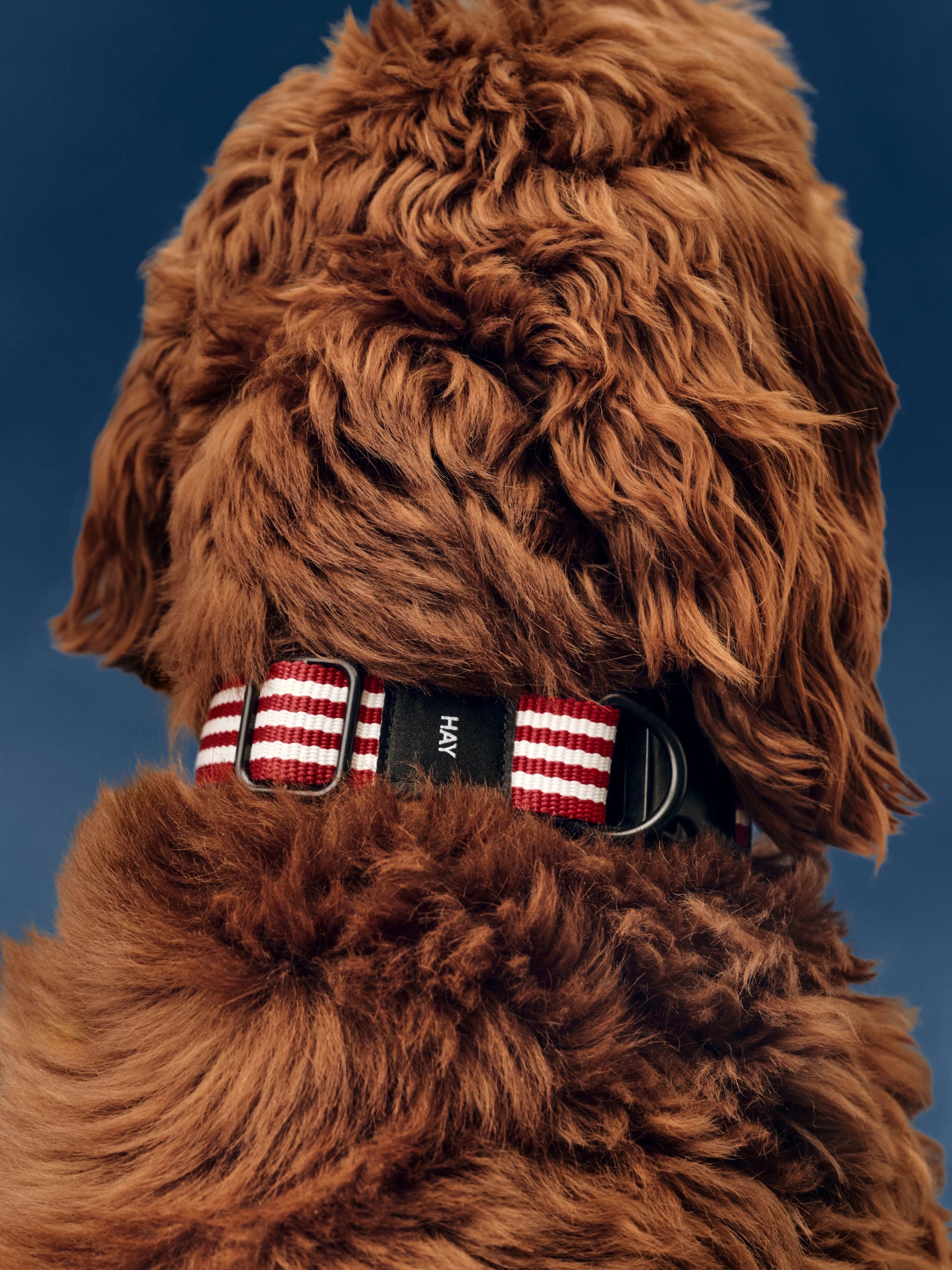HAY Dog Collar - Flat - Lifestory