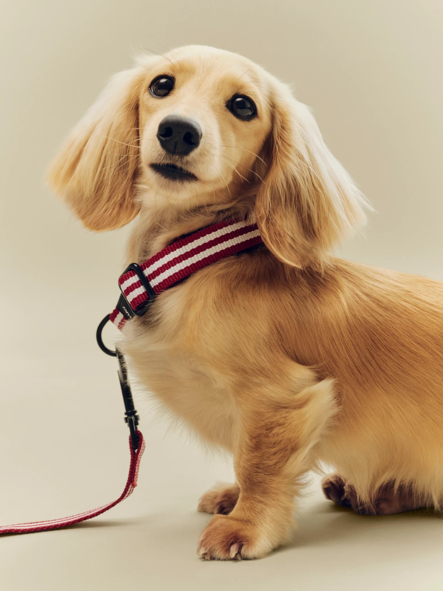 HAY Dog Collar - Flat - Lifestory