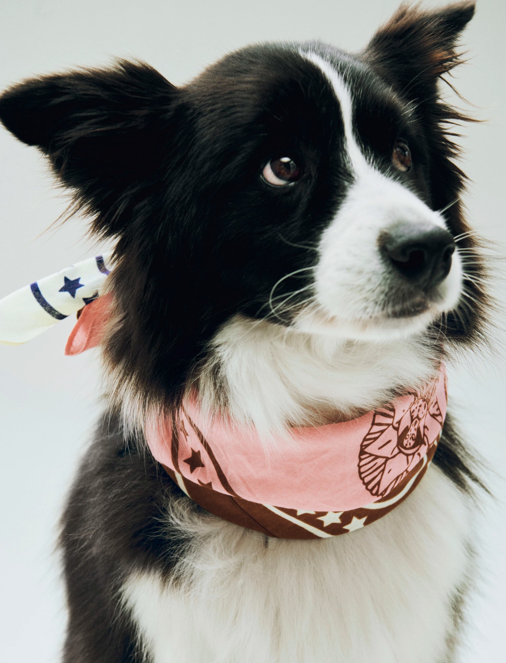 HAY Recycled Cotton Dogs Scarf in Various Colours
