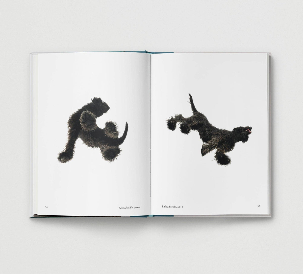 Dog. | Portrait Compilation Book