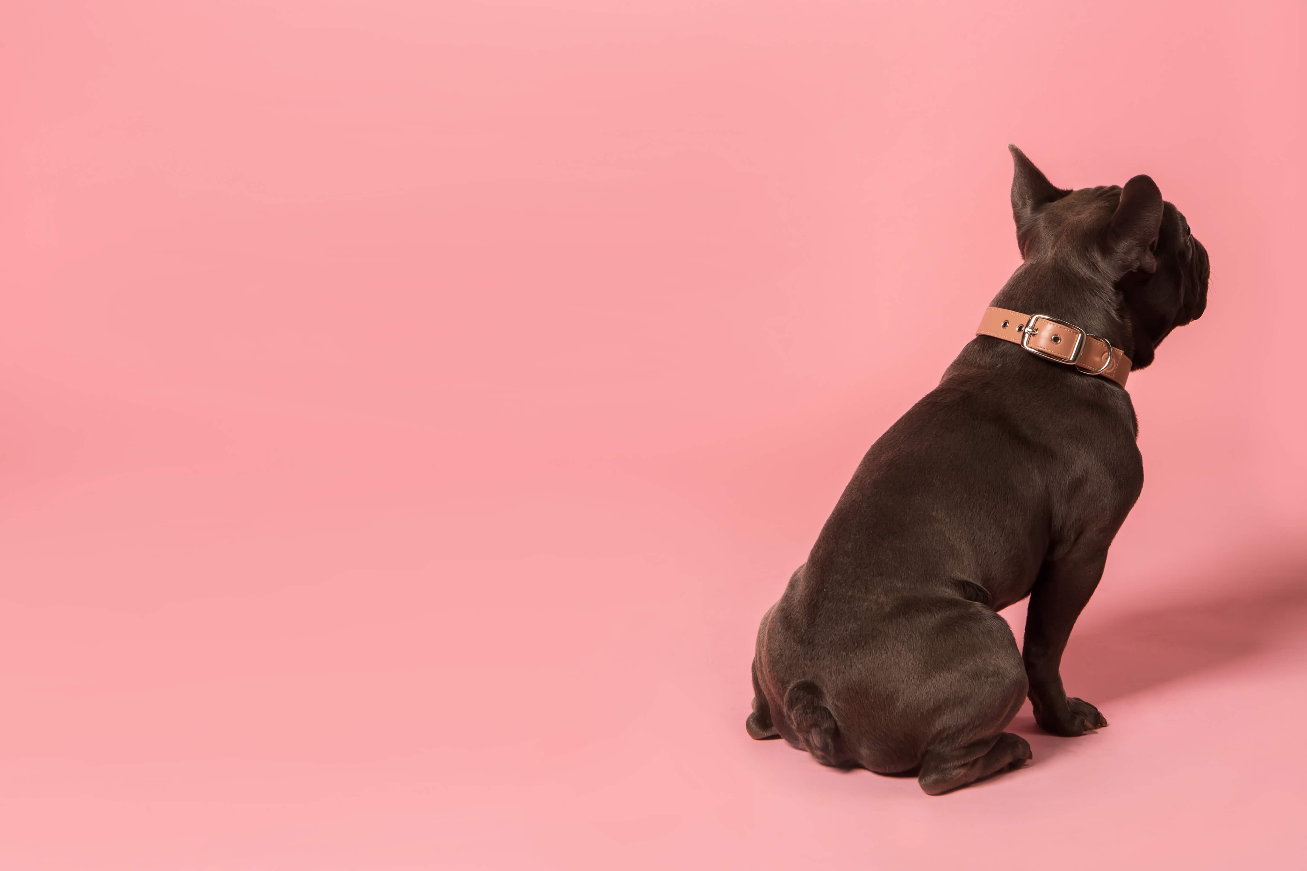 Dog Collar - Vegan Apple Leather | Black | 2 Sizes | by Skylos Collective - Lifestory - Skylos Collective