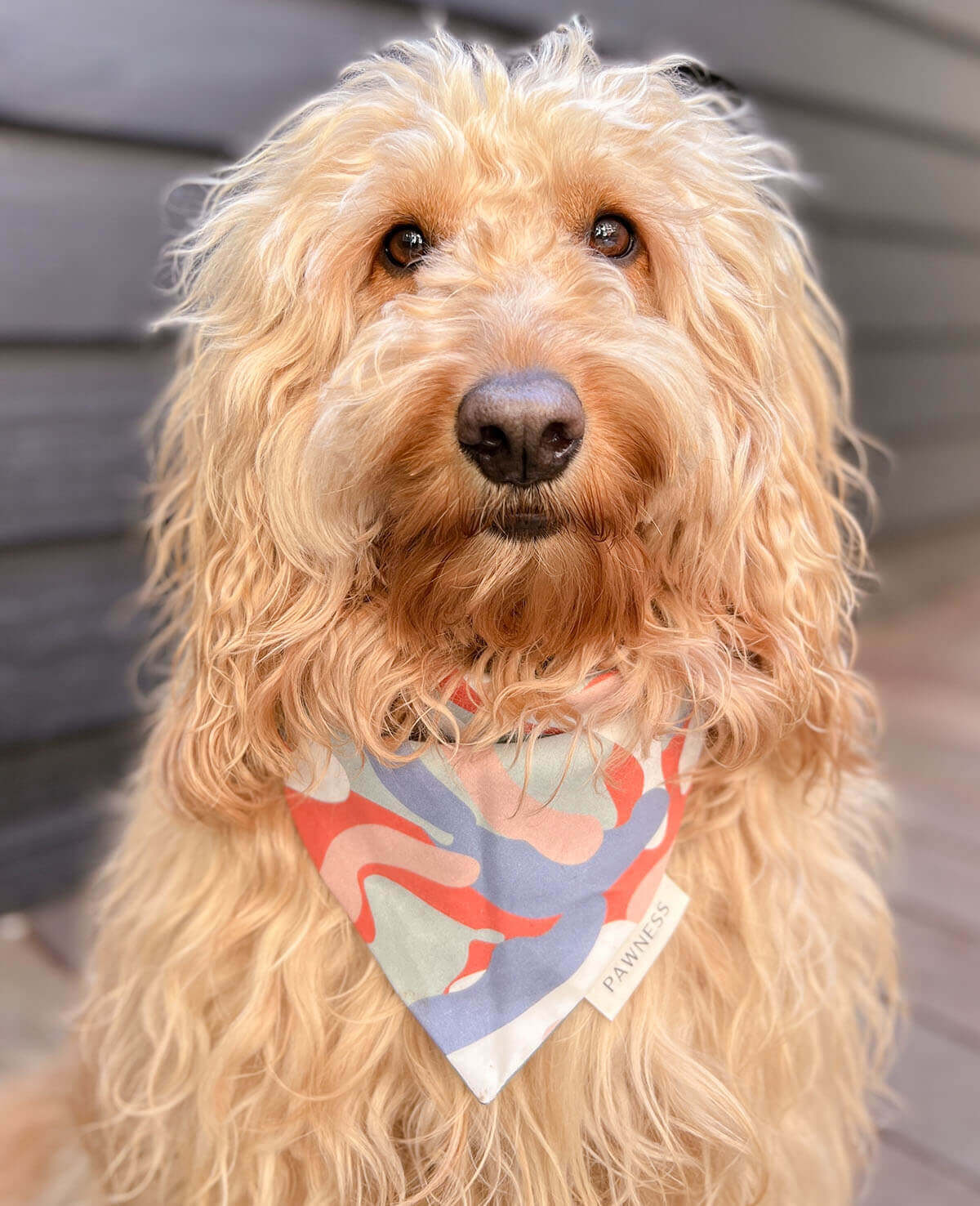 Reversible Dog Bandana | The Paw Clapper | by Pawness - Lifestory - Pawness